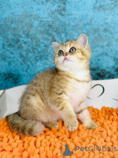 Photo №2 de l'annonce № 145302 de la vente scottish straight - acheter à Ukraine éleveur