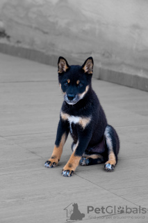 Photo №3. chiot shiba inu noir (couleur rare). Espagne
