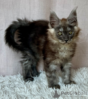 Photo №4. Je vais vendre maine coon en ville de Lublin. éleveur - prix - 1000€