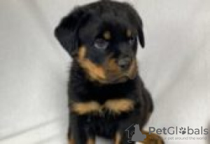 Photo №1. rottweiler - à vendre en ville de Berlin | Gratuit | Annonce №127090