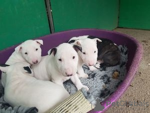 Photo №1. bull terrier - à vendre en ville de Fallåker | Gratuit | Annonce №129105