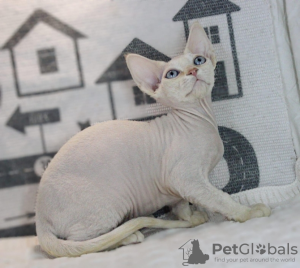 Photo №3. Devon Rex. Allemagne