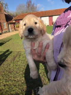 Photo №2 de l'annonce № 168379 de la vente golden retriever - acheter à Suède annonce privée, éleveur