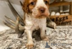 Photo №2 de l'annonce № 129104 de la vente american bully - acheter à La finlande éleveur