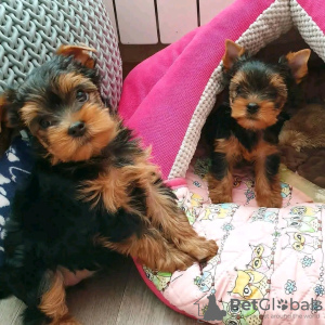 Photo №1. yorkshire terrier - à vendre en ville de Helsinki | 350€ | Annonce №116780