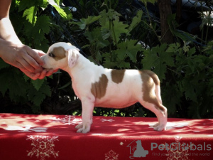 Photos supplémentaires: American Staffordshire Terrier, chiots