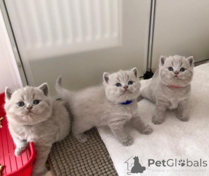 Photo №1. british shorthair - à vendre en ville de Helsinki | 388€ | Annonce № 169092
