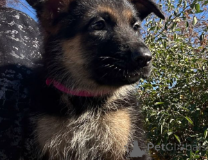 Photo №1. berger allemand - à vendre en ville de Манчестер | 700€ | Annonce №138466