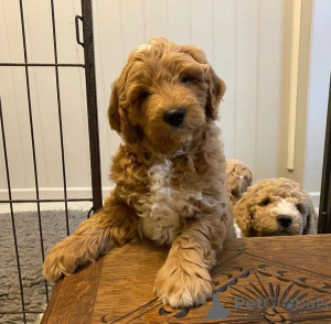 Photo №2 de l'annonce № 135618 de la vente golden retriever - acheter à Allemagne éleveur