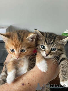 Photo №1. european à poil ras - à vendre en ville de Stockholm | négocié | Annonce № 161095