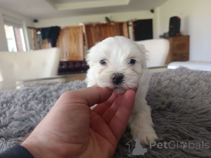 Photo №3. Chiot Bichon Frisé un donateur. Belgique