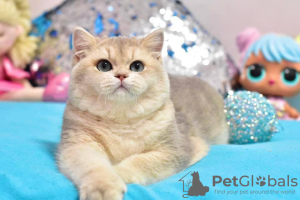 Photo №2 de l'annonce № 36929 de la vente british shorthair - acheter à USA de la fourrière, éleveur