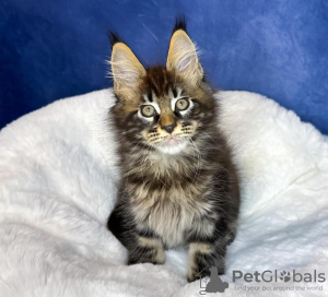 Photo №1. maine coon - à vendre en ville de New york | 284€ | Annonce № 114861