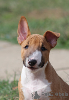 Photos supplémentaires: Chiots Mini Bull Terrier