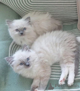Photo №1. ragdoll - à vendre en ville de Berlin | négocié | Annonce № 154083