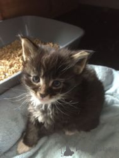 Photo №1. ragdoll - à vendre en ville de Balta | 300€ | Annonce № 165874