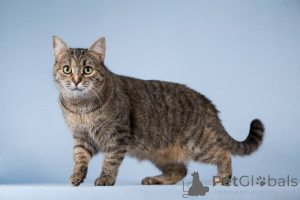 Photo №4. Je vais vendre  en ville de Khimki. annonce privée - prix - Gratuit