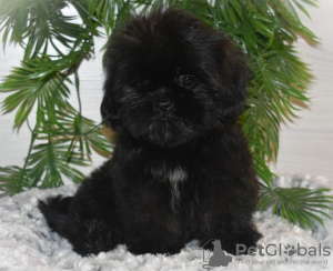 Photo №2 de l'annonce № 133902 de la vente shih tzu - acheter à Fédération de Russie annonce privée