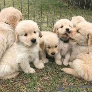 Photo №1. golden retriever - à vendre en ville de Amsterdam | 700€ | Annonce №160798