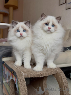 Photo №1. ragdoll - à vendre en ville de Munich | négocié | Annonce № 167318