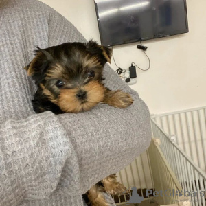 Photo №2 de l'annonce № 133370 de la vente yorkshire terrier - acheter à Allemagne annonce privée