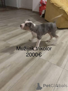 Photo №3. Pitbull terrier. Serbie