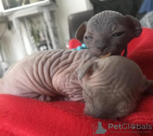 Photo №4. Je vais vendre sphynx en ville de Wolfsburg.  - prix - négocié