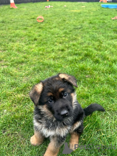 Photo №1. berger allemand - à vendre en ville de Berlin | négocié | Annonce №140711