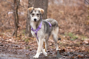 Photo №3. Le Baby Ray affectueux recherche une famille.. Fédération de Russie