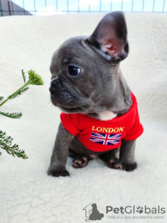 Photo №1. bouledogue - à vendre en ville de Калифорния Сити | 331€ | Annonce №117012