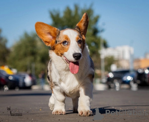 Photo №4. Je vais vendre welsh corgi en ville de Москва. éleveur - prix - négocié