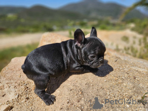 Photo №2 de l'annonce № 105754 de la vente bouledogue - acheter à USA annonce privée