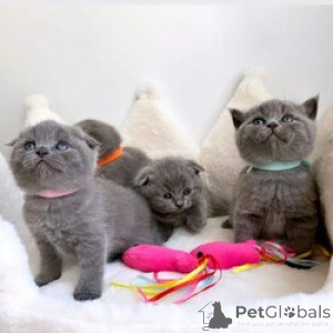 Photo №1. scottish fold - à vendre en ville de Anvers | Gratuit | Annonce № 165251