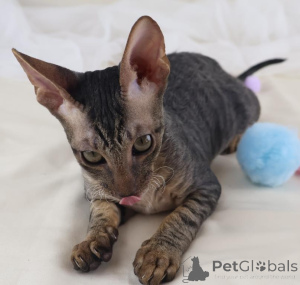 Photo №1. cornish rex - à vendre en ville de Gerlafingen | 350€ | Annonce № 178750