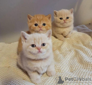 Photo №1. british shorthair - à vendre en ville de New york | 237€ | Annonce № 89610