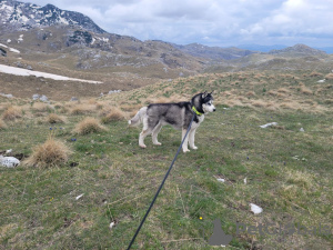 Photo №4. Je vais vendre husky de sibérie en ville de Bar. annonce privée - prix - Gratuit