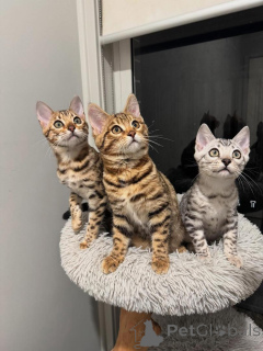 Photo №1. bengal - à vendre en ville de Neuchâtel | 750€ | Annonce № 152663