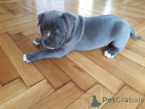 Photo №1. american pit bull terrier - à vendre en ville de Amberg | négocié | Annonce №167886