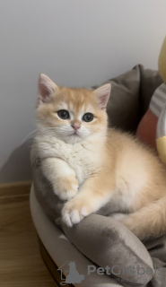 Photo №1. british shorthair - à vendre en ville de Büyükçekmece | 1420€ | Annonce № 85492