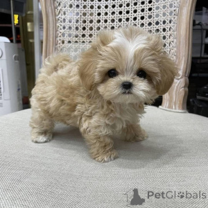 Photo №2 de l'annonce № 161560 de la vente  - acheter à République Tchèque 