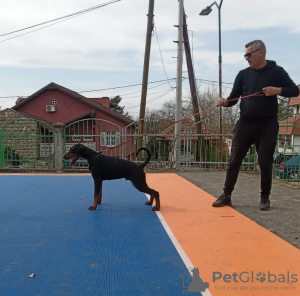 Photo №1. dobermann - à vendre en ville de Belgrade | négocié | Annonce №95576