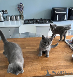 Photo №2 de l'annonce № 173860 de la vente british shorthair - acheter à La Grande-Bretagne annonce privée, éleveur