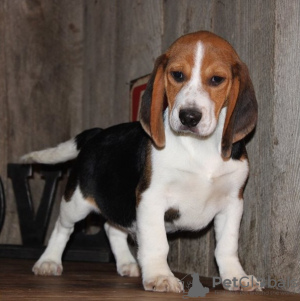 Photo №1. beagle - à vendre en ville de Дублин | Gratuit | Annonce №124154