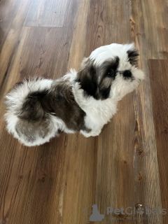 Photo №2 de l'annonce № 133511 de la vente chien bâtard - acheter à USA éleveur