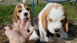 Photo №3. chiots beagle regardant. Allemagne