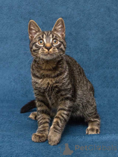 Photo №2 de l'annonce № 163837 de la vente  - acheter à Fédération de Russie annonce privée