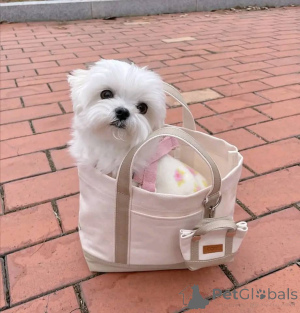 Photo №1. bichon maltais - à vendre en ville de Helsinki | 450€ | Annonce №165346