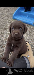 Photo №2 de l'annonce № 168393 de la vente labrador retriever - acheter à Pays Bas éleveur