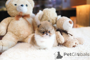 Photo №3. Dean Janet Kay Puppies House. USA