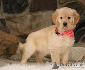 Photo №2 de l'annonce № 50401 de la vente golden retriever - acheter à Australie annonce privée